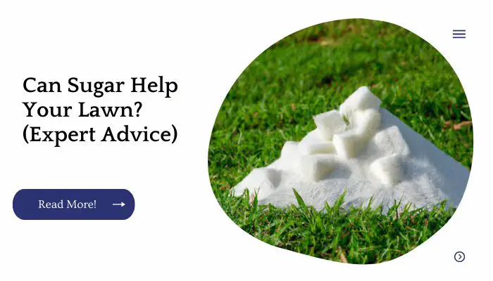 Can Sugar Help Your Lawn? (Expert Advice)