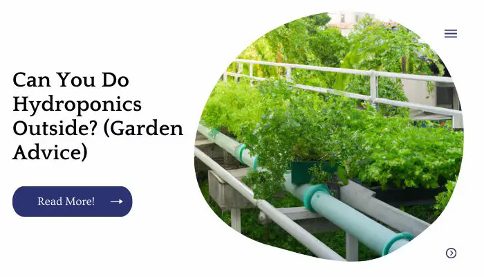 Can You Do Hydroponics Outside? (Garden Advice)
