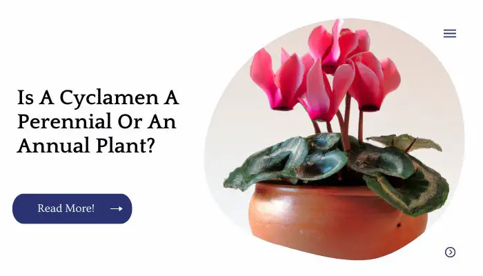 Is A Cyclamen A Perennial Or An Annual Plant?