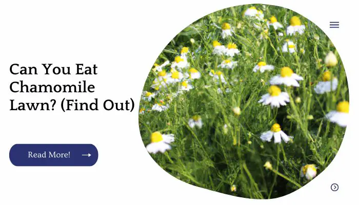 Can You Eat Chamomile Lawn? (Find Out)