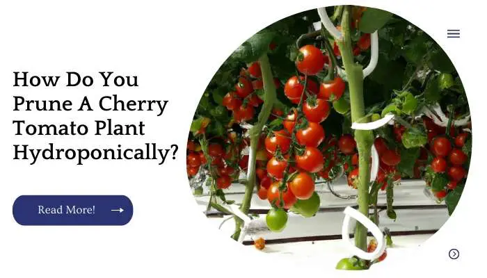 How Do You Prune A Cherry Tomato Plant Hydroponically?
