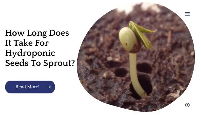 How Long Does It Take For Hydroponic Seeds To Sprout?