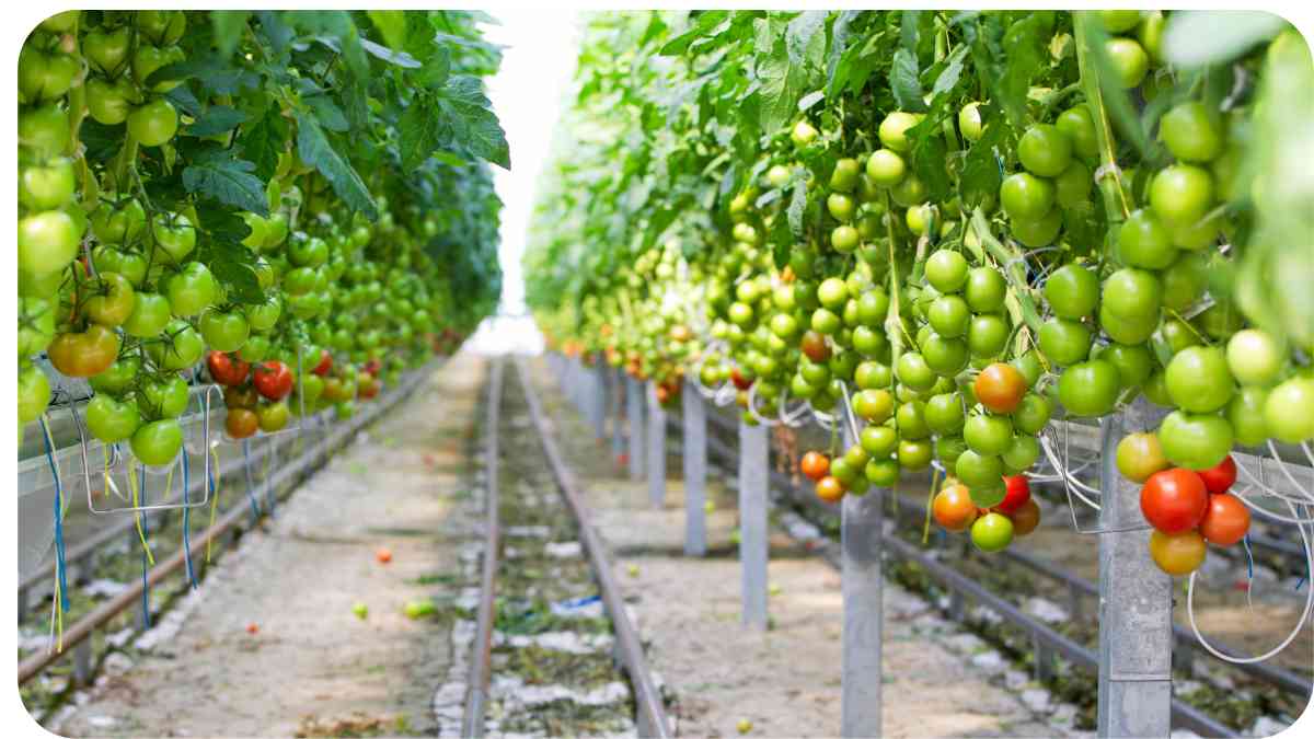 Optimizing Hydroponic Cherry Tomatoes: A Pruning Guide
