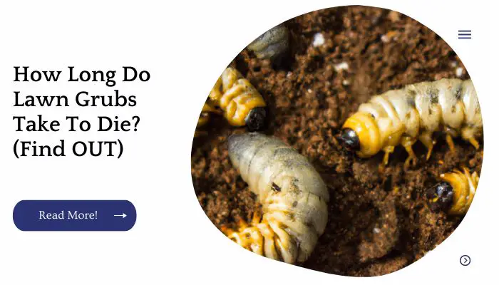 Grubs are the larval stage of several species of beetles
