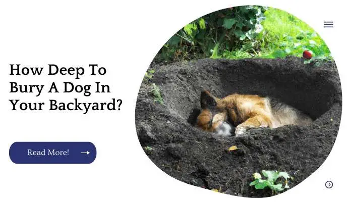 How Deep To Bury A Dog In Your Backyard? - How Deep To Bury A Dog In Your BackyarD