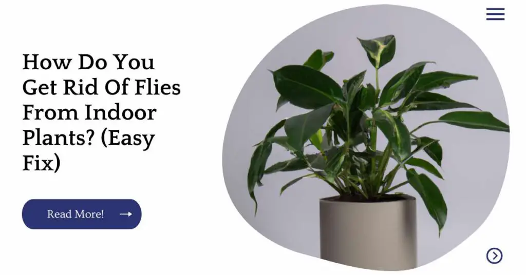 how to get rid of small flies from indoor plants