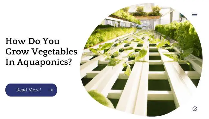 How Do You Grow Vegetables In Aquaponics?