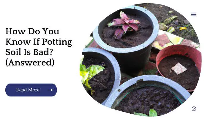 How Do You Know If Potting Soil Is Bad? (Answered)