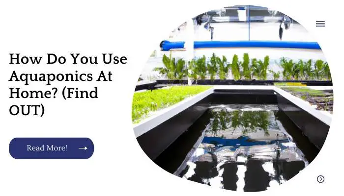 How Do You Use Aquaponics At Home? (Find OUT)