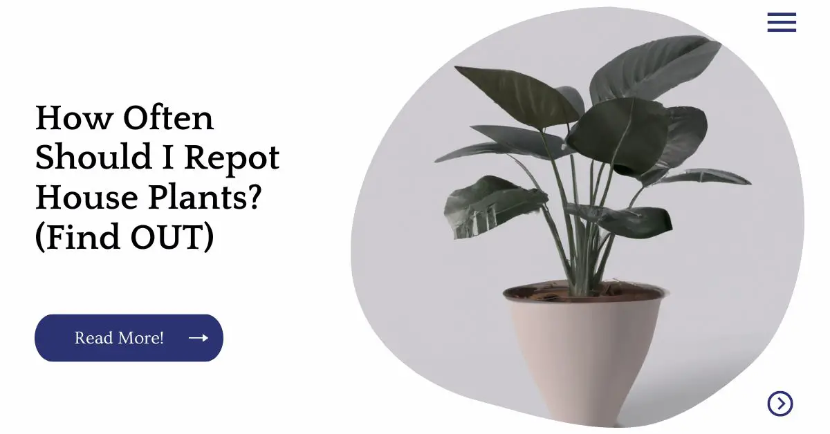 How Often Should I Repot House Plants? (Find OUT)