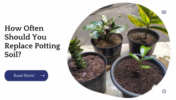 How Often Should You Replace Potting Soil?