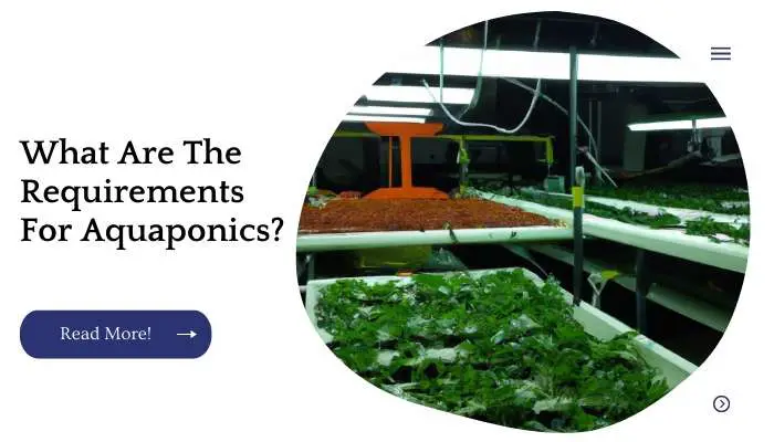 What Are The Requirements For Aquaponics?