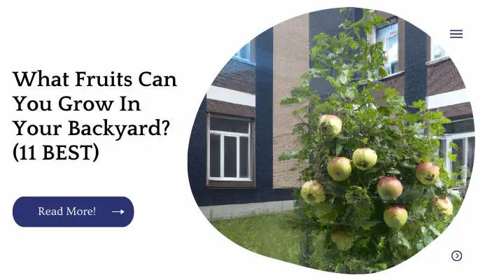 What Fruits Can You Grow In Your Backyard? (11 BEST)