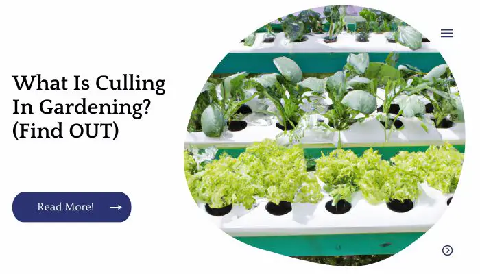 What Is Culling In Gardening? (Find OUT)