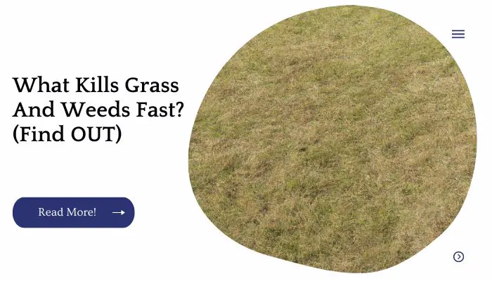 What Kills Grass And Weeds Fast? (Find OUT)