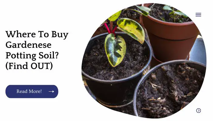 Where To Buy Gardenese Potting Soil? (Find OUT)
