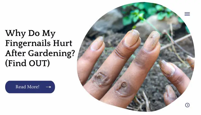 Why Do My Fingernails Hurt After Gardening? (Find OUT)