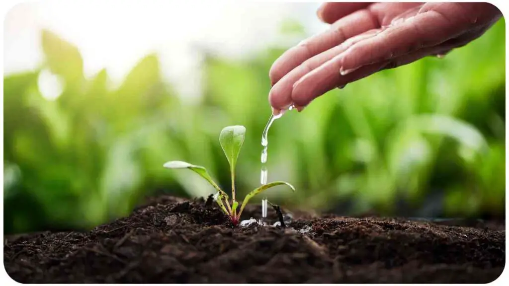 a hand is watering a small plant in the dirt