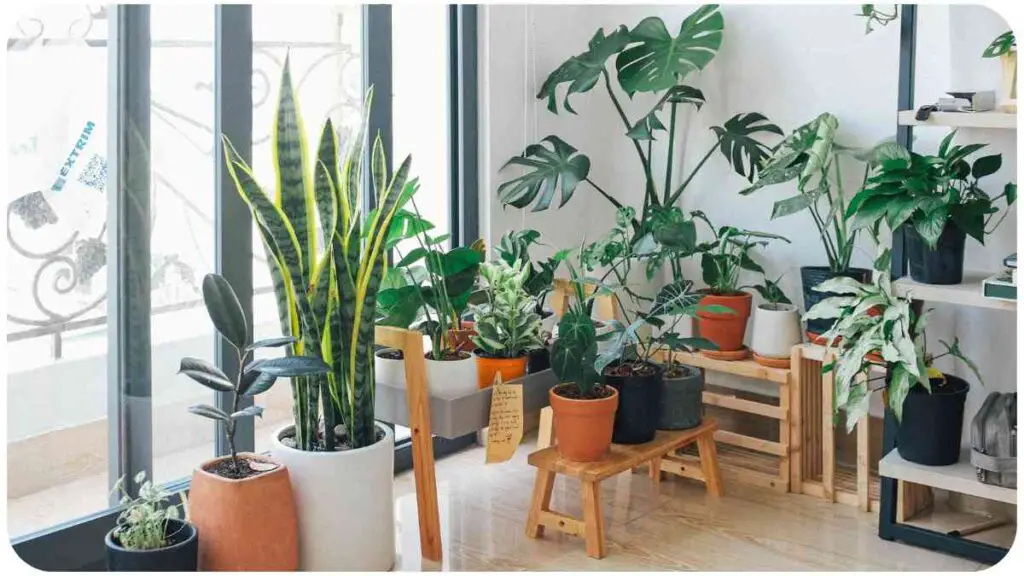 how to choose the right indoor plants for your home