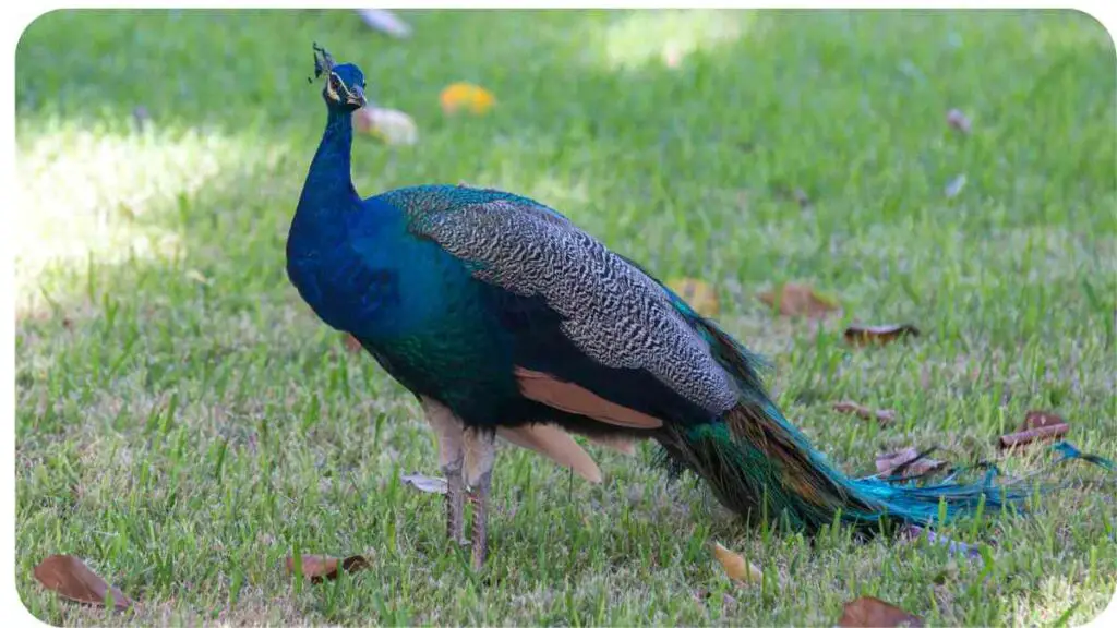 a peacock is standing in the grass