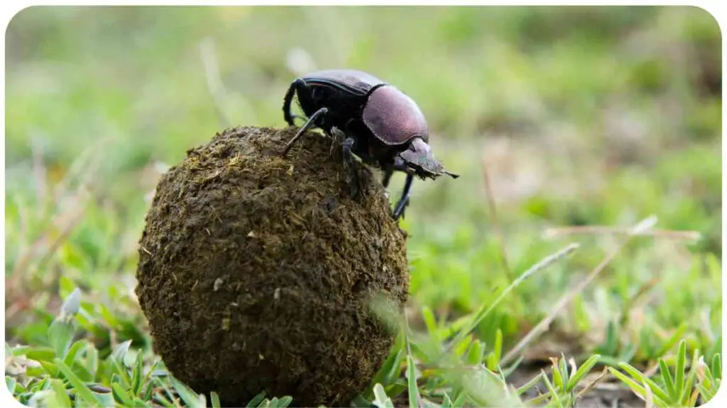 a dung beetle sitting on top of a pile of dirt