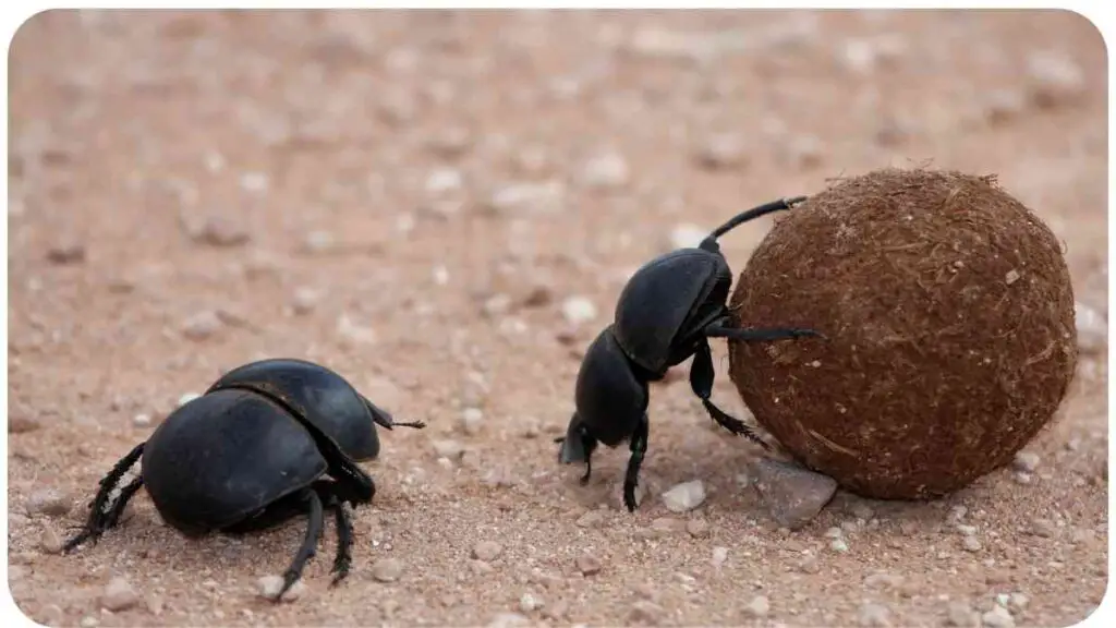 two beetles playing with a ball in the sand