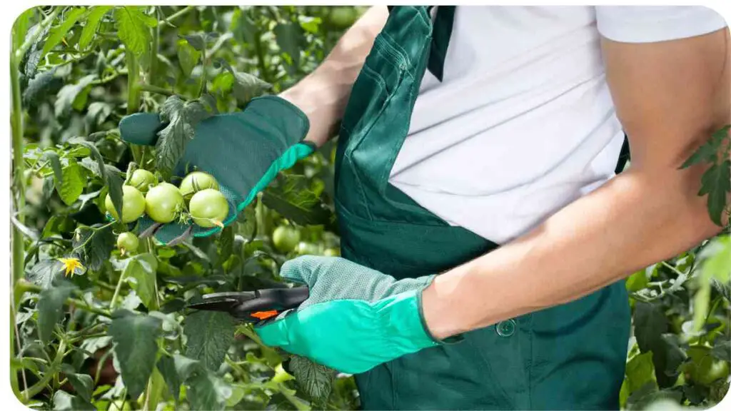 a person in overalls and gloves is picking tomatoes