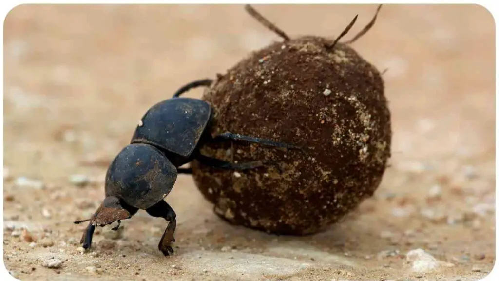 a beetle crawling on top of a large rock