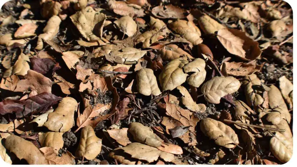 a pile of brown leaves on the ground
