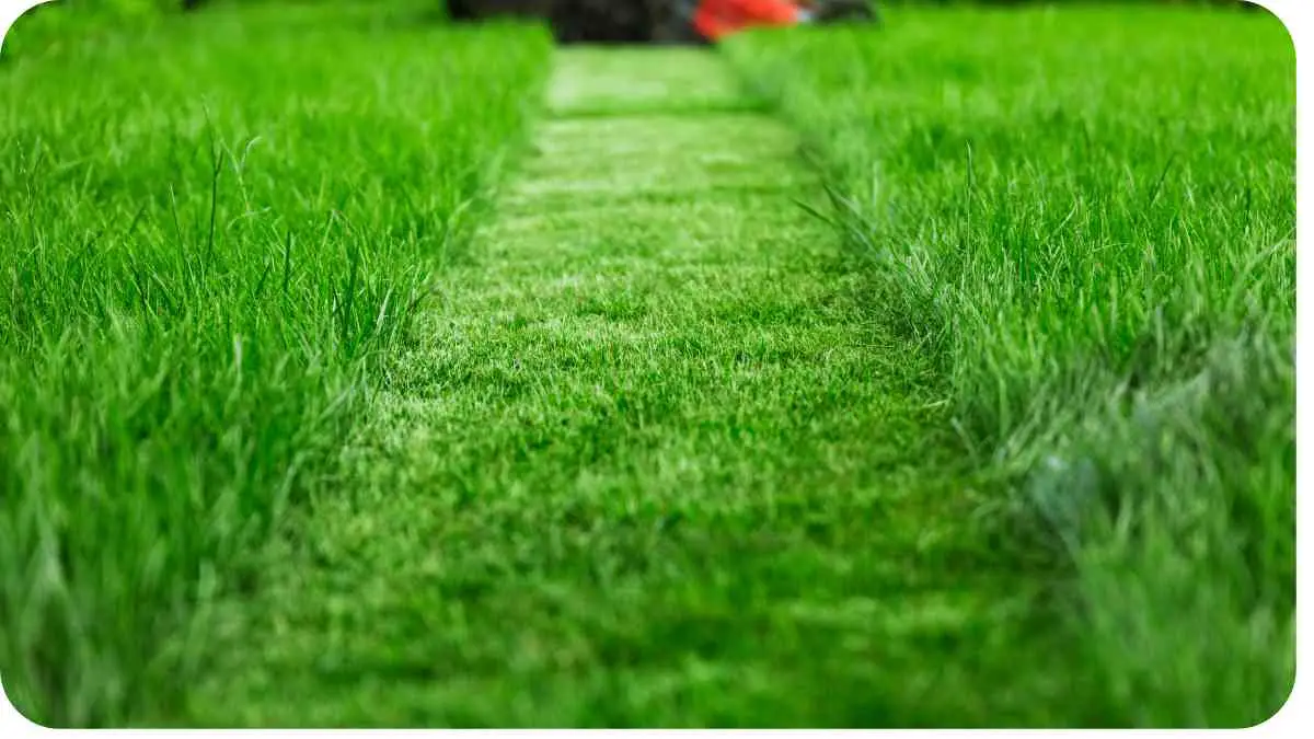 Lawn Care Health Guide Stay Safe While Mowing Unified Garden