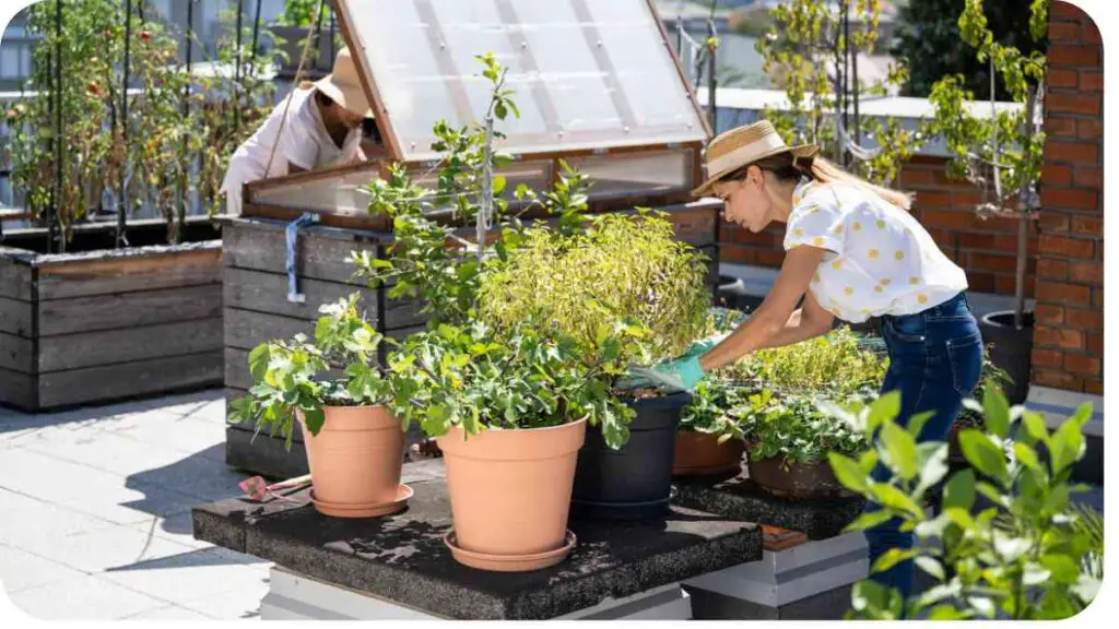 two people working on a rooftop garden with plants in pots