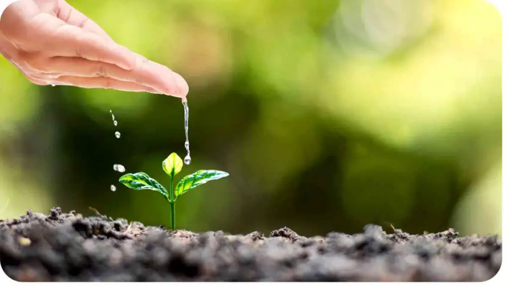 a hand is watering a small plant in the dirt