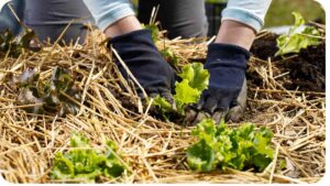 Nurturing Green in the Dry: Tackling Gardening Challenges in a Desert Climate