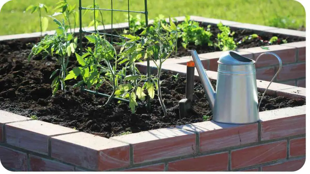 a raised garden bed with a watering can and tomato plants