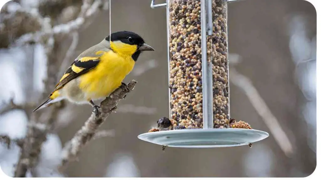 a yellow and black bird is sitting on a bird feeder