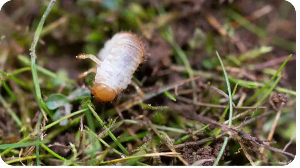 a worm crawling out of the ground in the grass