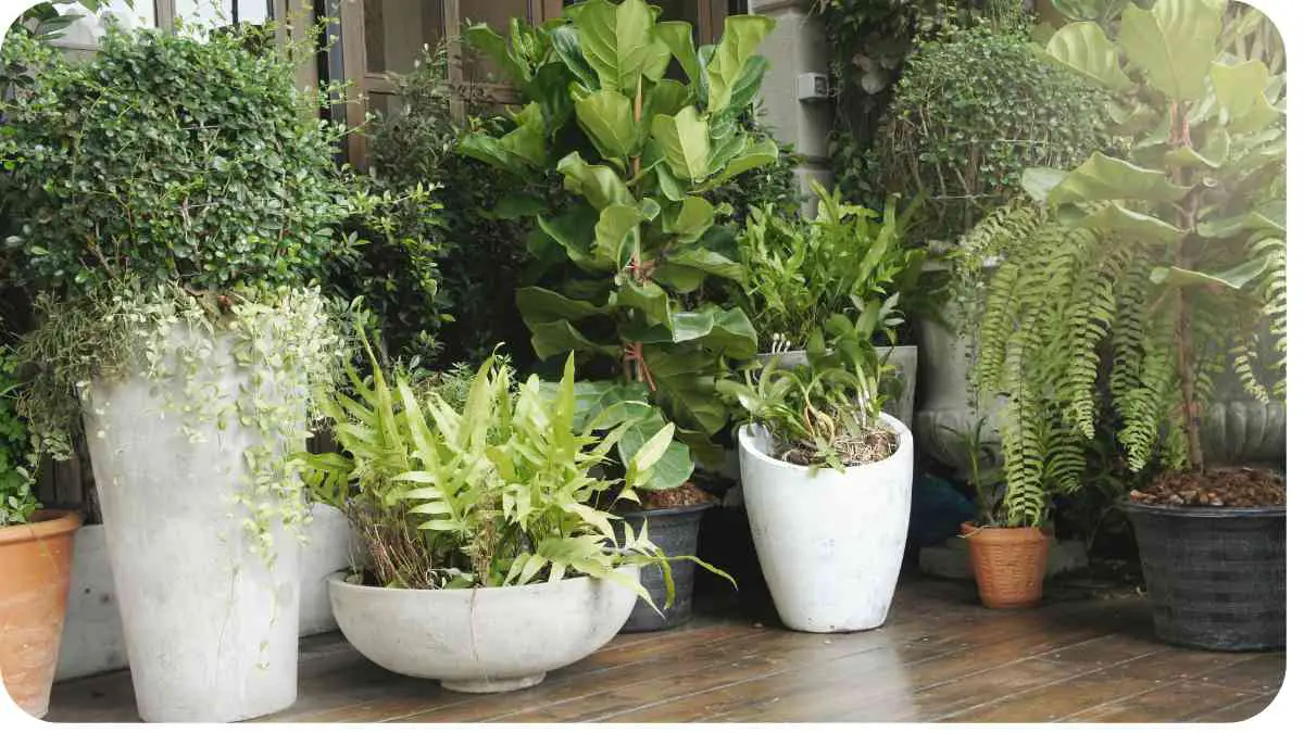 12 House Plants That Thrive in Small Pots: A Comprehensive Guide