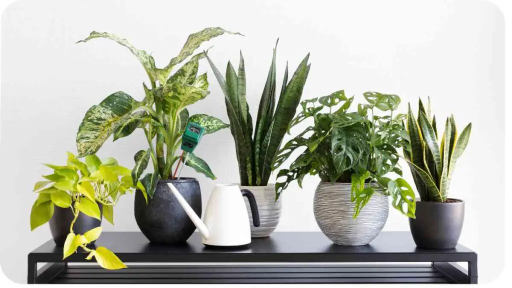 five different types of indoor plants on a shelf