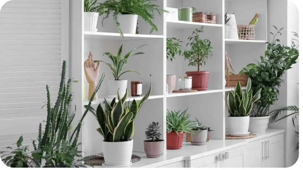 some potted plants are sitting on shelves in a room