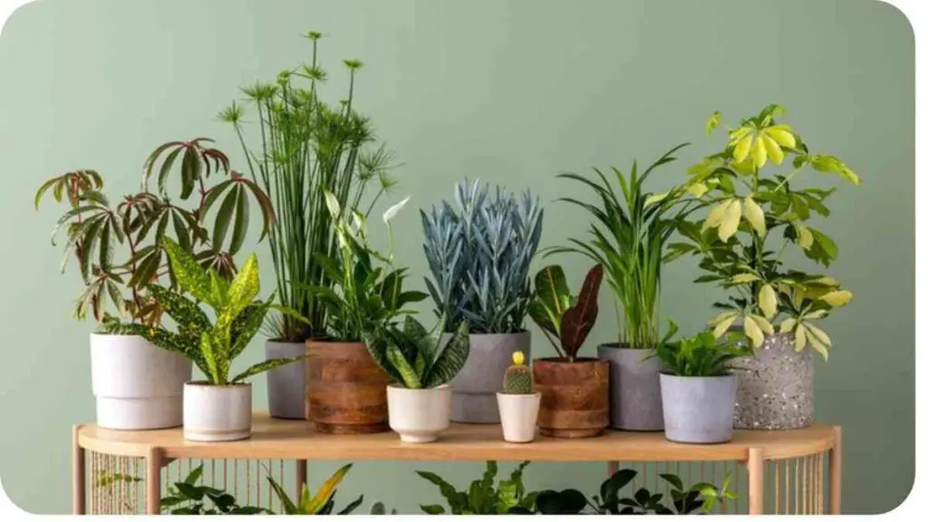many different types of indoor plants on a table