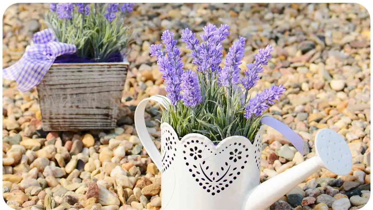 Can You Use Orchid Potting Mix For Lavender?