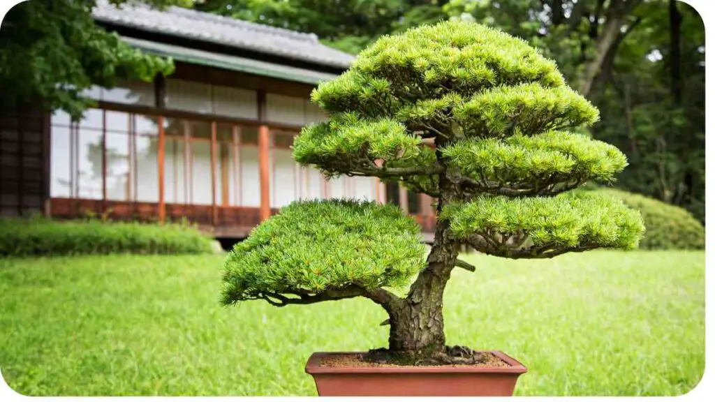 a bonsai tree in a pot in front of a house