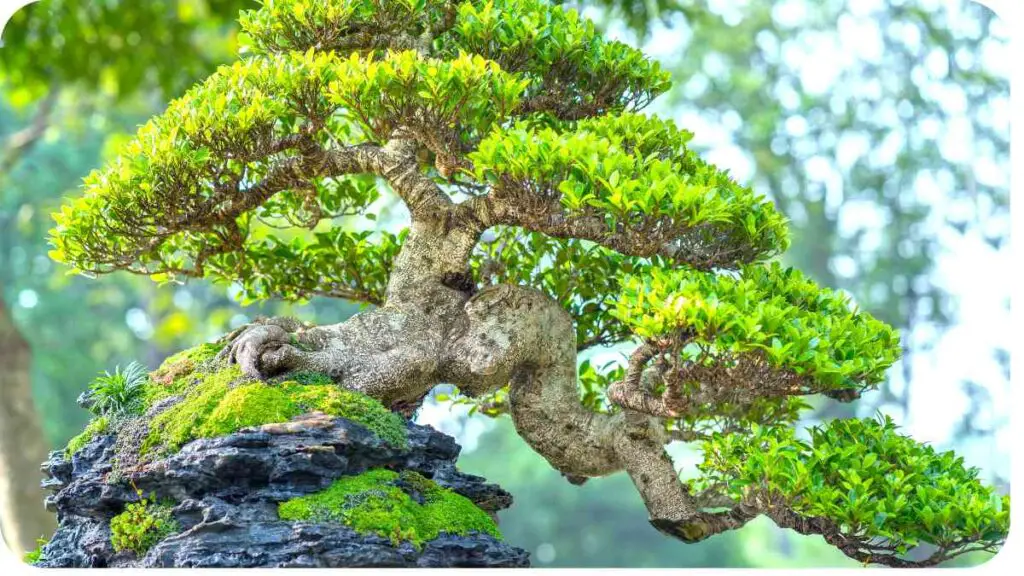 a bonsai tree on top of a rock