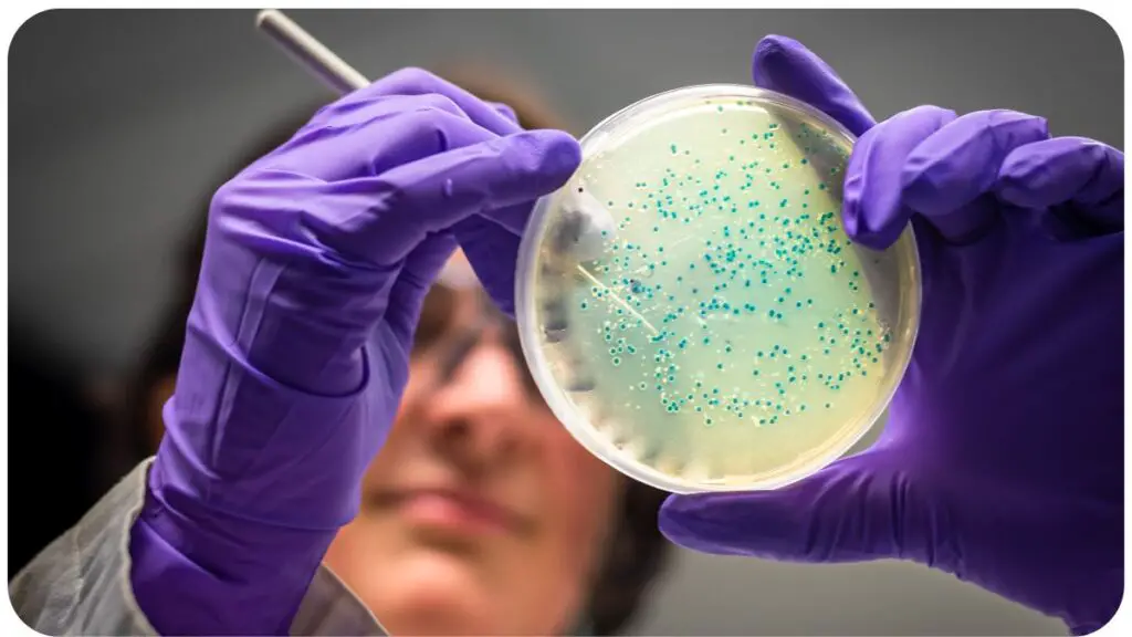 a person in purple gloves holding up a petri dish