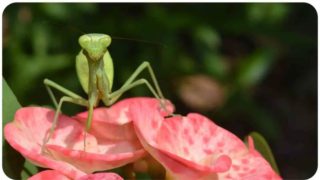 a praying mantis is perched on a pink flower