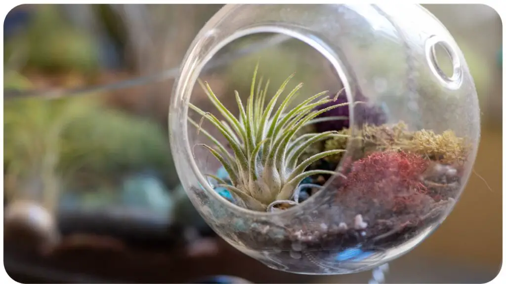 an air plant hanging from a clear glass container