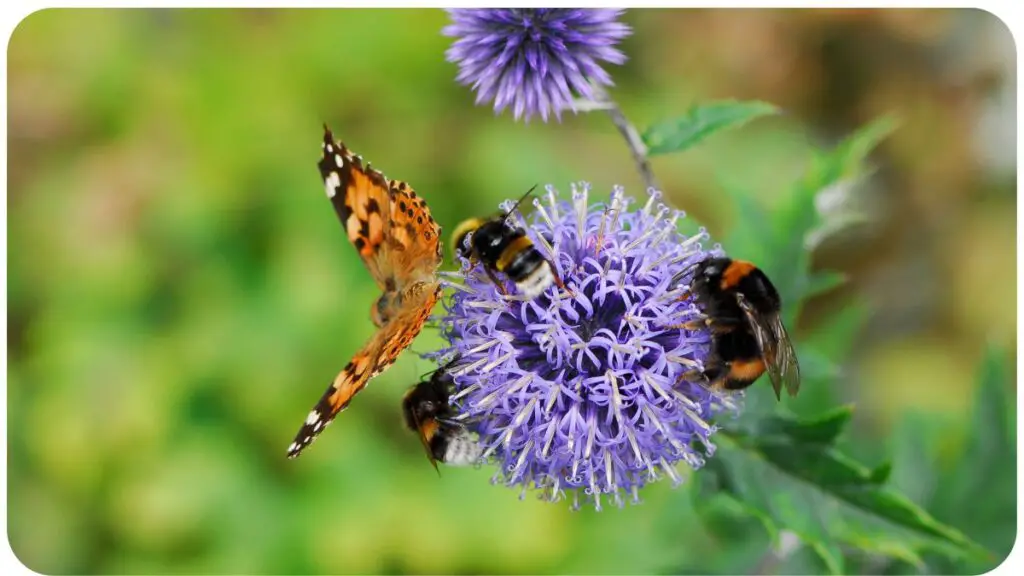 butterflies and bees on a thistle flower
