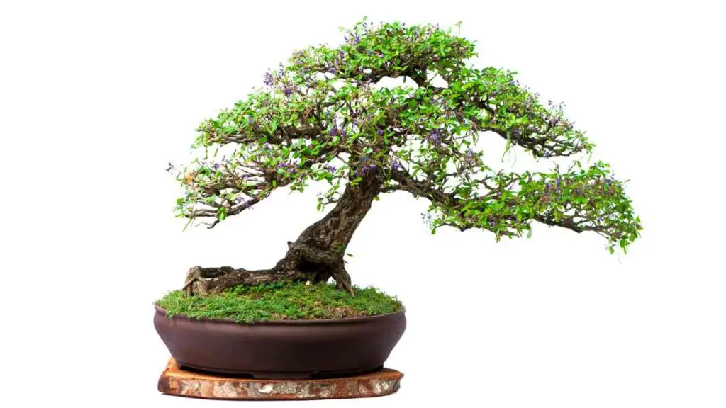 a bonsai tree in a pot on a white background