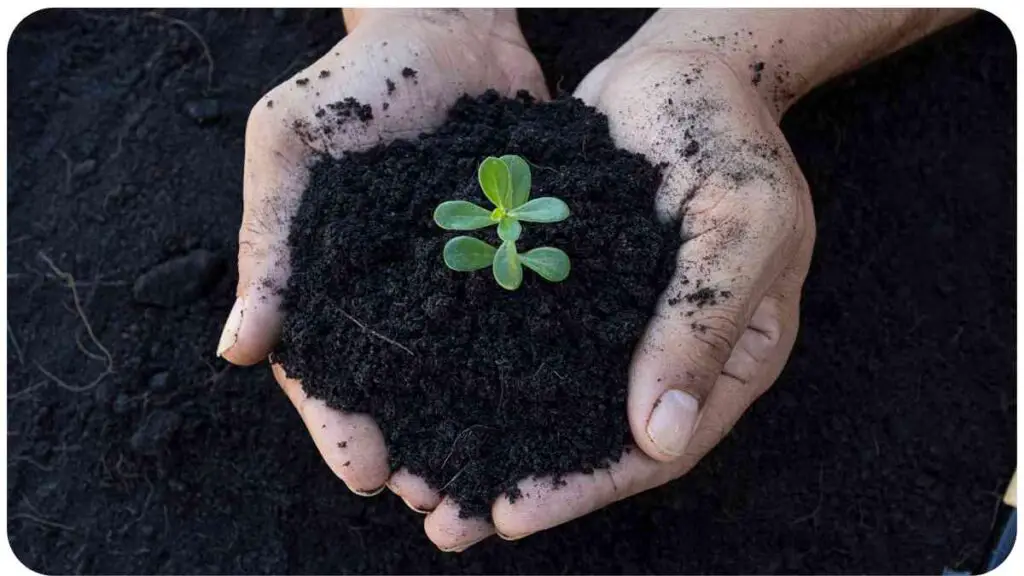 two hands holding a small plant in soil