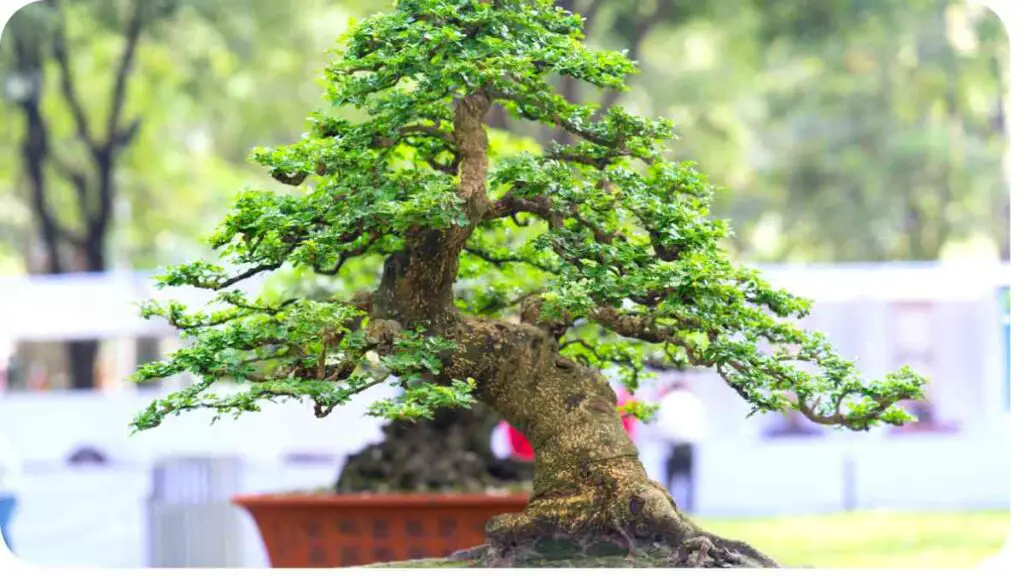 a bonsai tree in a pot on the grass